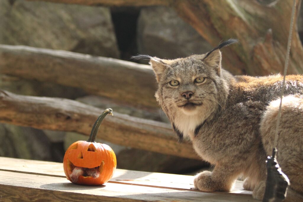 A lynx at a zoo with a carved pumpkin.