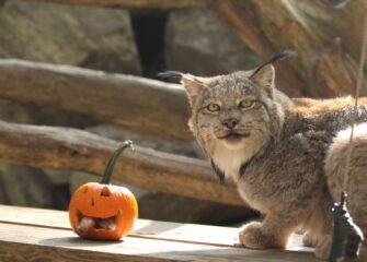 Salisbury Zoo Announces Fall Lineup of Events