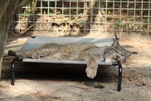 A lynx laying down at a zoo.
