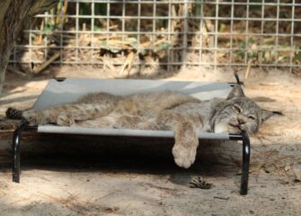 Senior Canada Lynx Chayne Passes at 17 From Age-Related Conditions