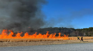 burn-planned-for-former-bay-club-in-early-november Image from Pirates Wharf Park Prescribed Burn (Photo Credit: Brooke Orr: Lower Shore Land Trust)
