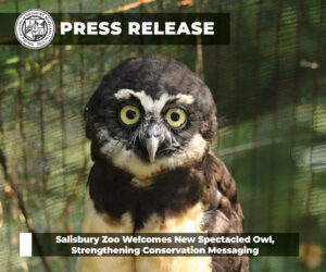 Press Releases - Spectacled Owl Press Releases - Spectacled Owl