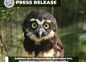 Salisbury Zoo Welcomes New Spectacled Owl, Strengthening Conservation Messaging