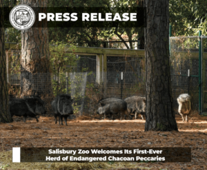 salisbury-zoo-welcomes-percary salisbury zoo announces the arrival of a herd of five Chacoan peccaries