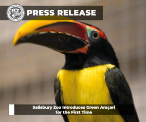 Press Releases - Green Aracari Press Releases - Green Aracari