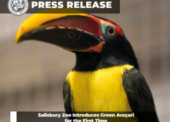 Salisbury Zoo Introduces Green Araçari for the First Time