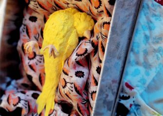 Wor-Wic Arts Journal Earns National Accolades 