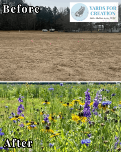 lower-shore-land-trust (1) A before and after photo of a field.