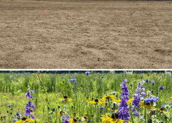 Lower Shore Land Trust Expands Yards for Creation Meadow Program, Invites Community Sites to Apply