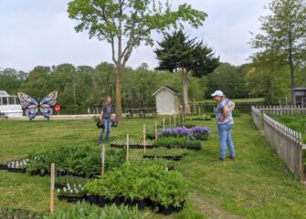Lower Shore Land Trust Announces Opening Date for Annual Online Native Plant Sale