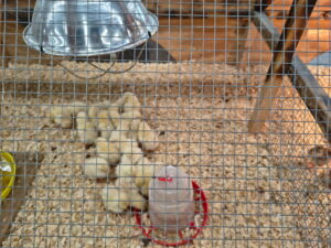 chicks