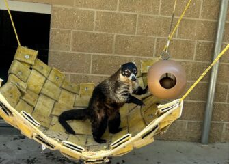 Salisbury Zoo Invites Community to June 17 Groundbreaking for New Coati Habitat Salisbury Zoo Invites Community to June 17 Groundbreaking for New Coati Habitat