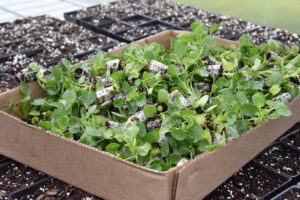 parkside-plants (1)